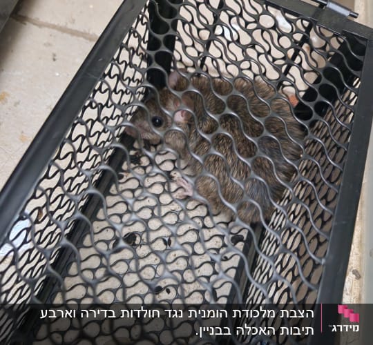 מלכודת מתכת עם עכבר לכוד בפנים